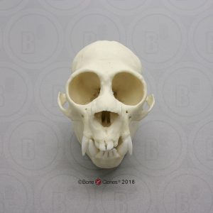 Witgezichtsaki Schedelmodel