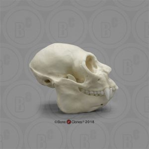 Witgezichtsaki Schedelmodel