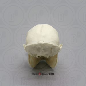 Witgezichtsaki Schedelmodel