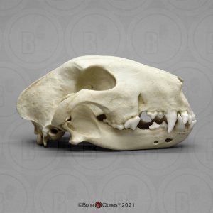 Witte Bulterriër Schedelmodel