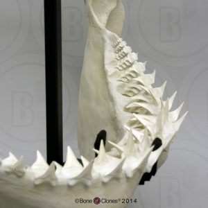 Witte Haai Kaak Model