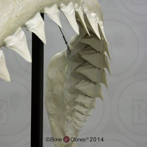 Witte Haai Kaak Model