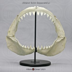 Witte Haai Kaak Model