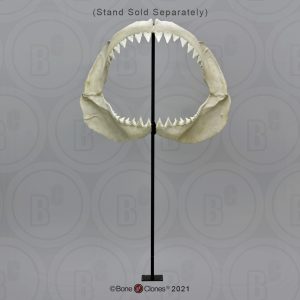 Witte Haai Kaak Model
