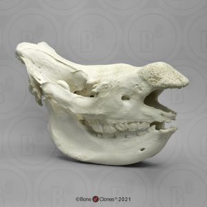 Witte Neushoorn Schedel Model