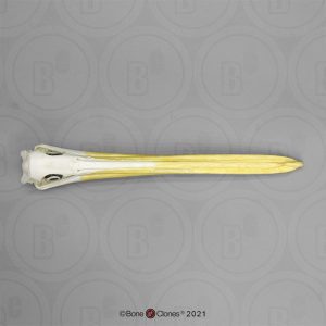 Witte Pelikaan Schedelmodel