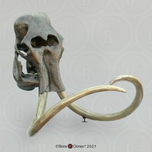 Mammoet & Mastodont