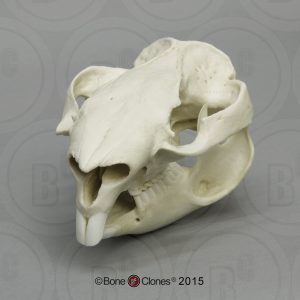Wombat Schedelmodel