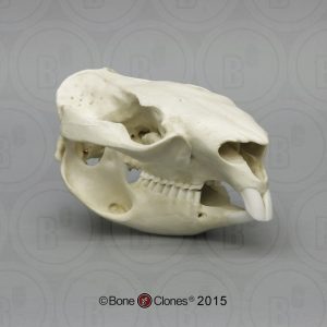 Wombat Schedelmodel