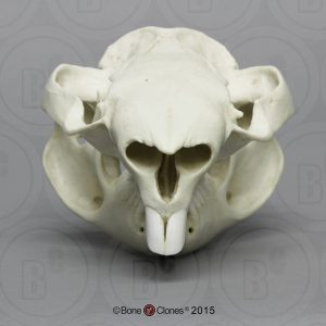Wombat Schedelmodel