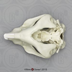Wombat Schedelmodel