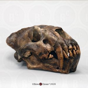 Xenosmilus Schedelmodel