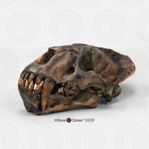 Xenosmilus Schedelmodel