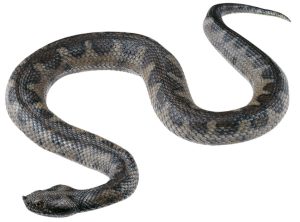 Zandadder Model