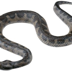 Zandadder Model
