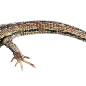 Zandhagedis Model