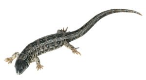 Zandhagedis Model