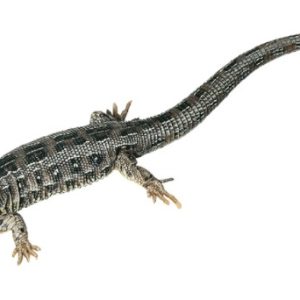 Zandhagedis Model