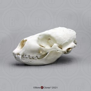 Zeehond Schedelmodel