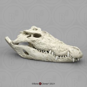 Zeekrokodil Schedelmodel