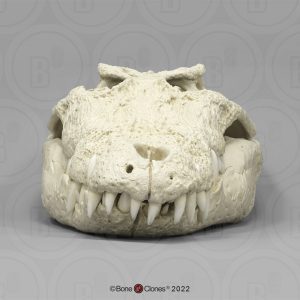 Zeekrokodil Schedelmodel