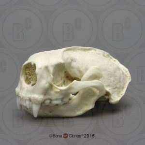 Zeeotter Schedelmodel