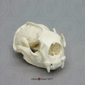 Zeeotter Schedelmodel