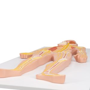 Zenuwstelsel, 1/2 x ware grootte