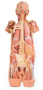Zenuwstelsel Dissectie (posterieur aanzicht), 3D Print