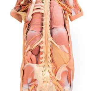 Zenuwstelsel Dissectie (posterieur aanzicht), 3D Print