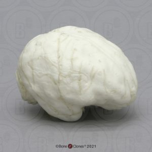 Zilvergibbon Endocast