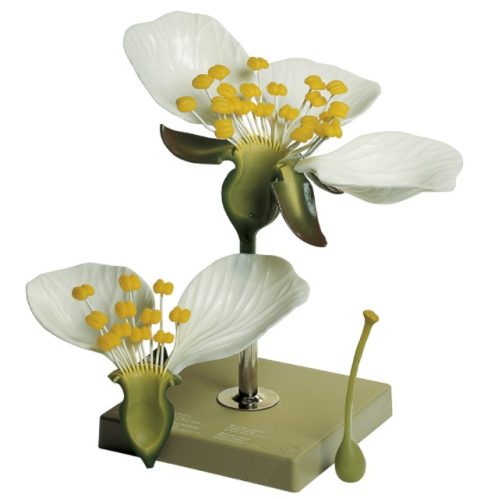 Zoete Kers Model