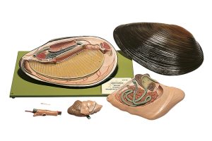 Zoetwatermossel Model