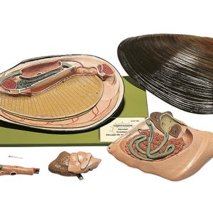 Zoetwatermossel Model