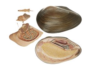 Zoetwatermossel Model