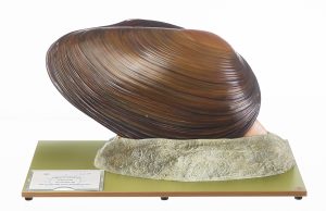 Zoetwatermossel Model