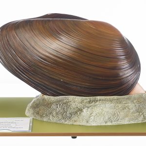 Zoetwatermossel Model