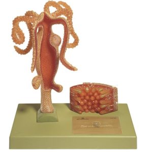 Zoetwaterpoliep Model