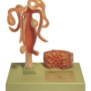 Zoetwaterpoliep Model