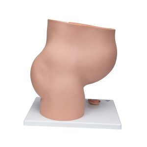 Zwangerschap Bekkenmodel, 3 delig