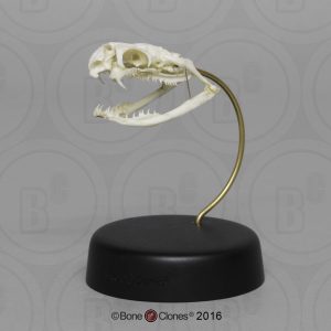 Zwarte Mamba Schedelmodel