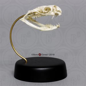 Zwarte Mamba Schedelmodel