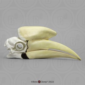 Zwarte Neushoornvogel Schedelmodel