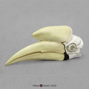 Zwarte Neushoornvogel Schedelmodel