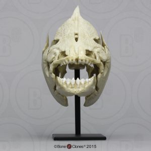 Zwarte Pacu Schedelmodel