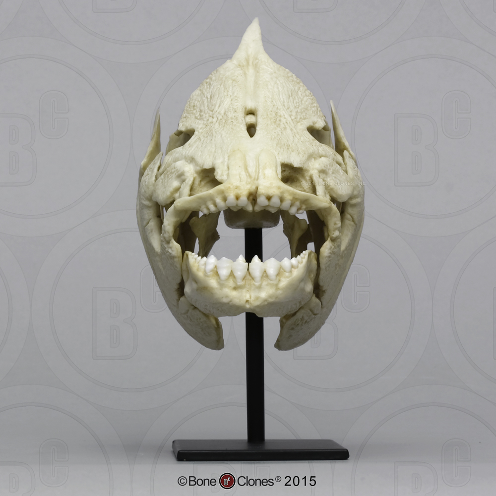 Zwarte Pacu Schedelmodel