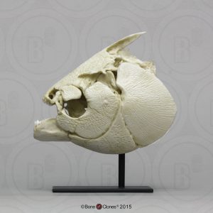 Zwarte Pacu Schedelmodel