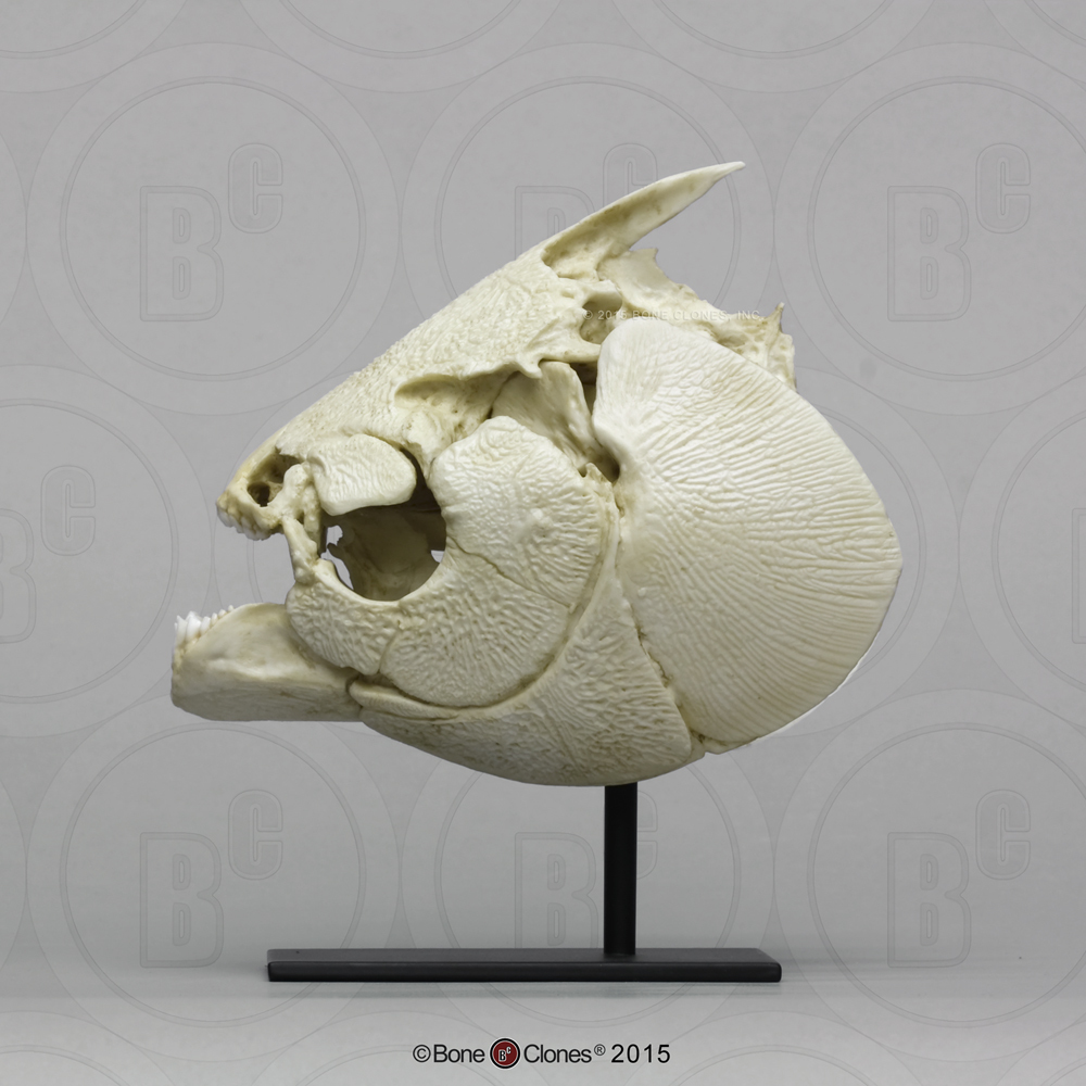 Zwarte Pacu Schedelmodel