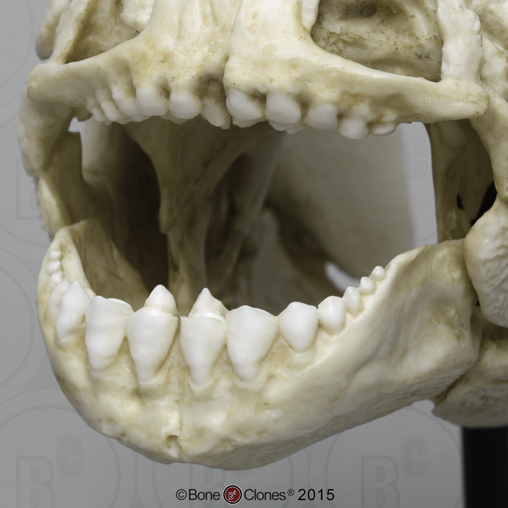 Zwarte Pacu Schedelmodel