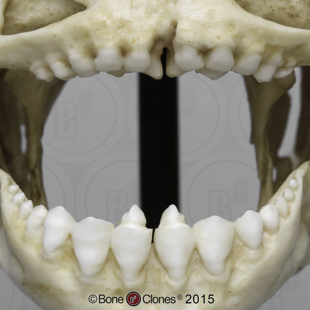 Zwarte Pacu Schedelmodel